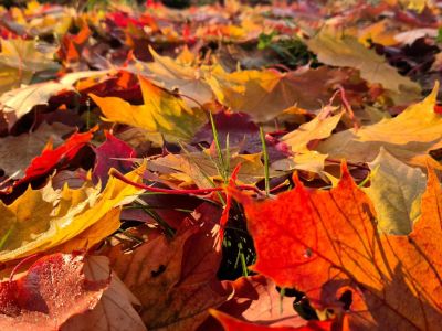 Jak budeme cvičit během podzimních prázdnin?